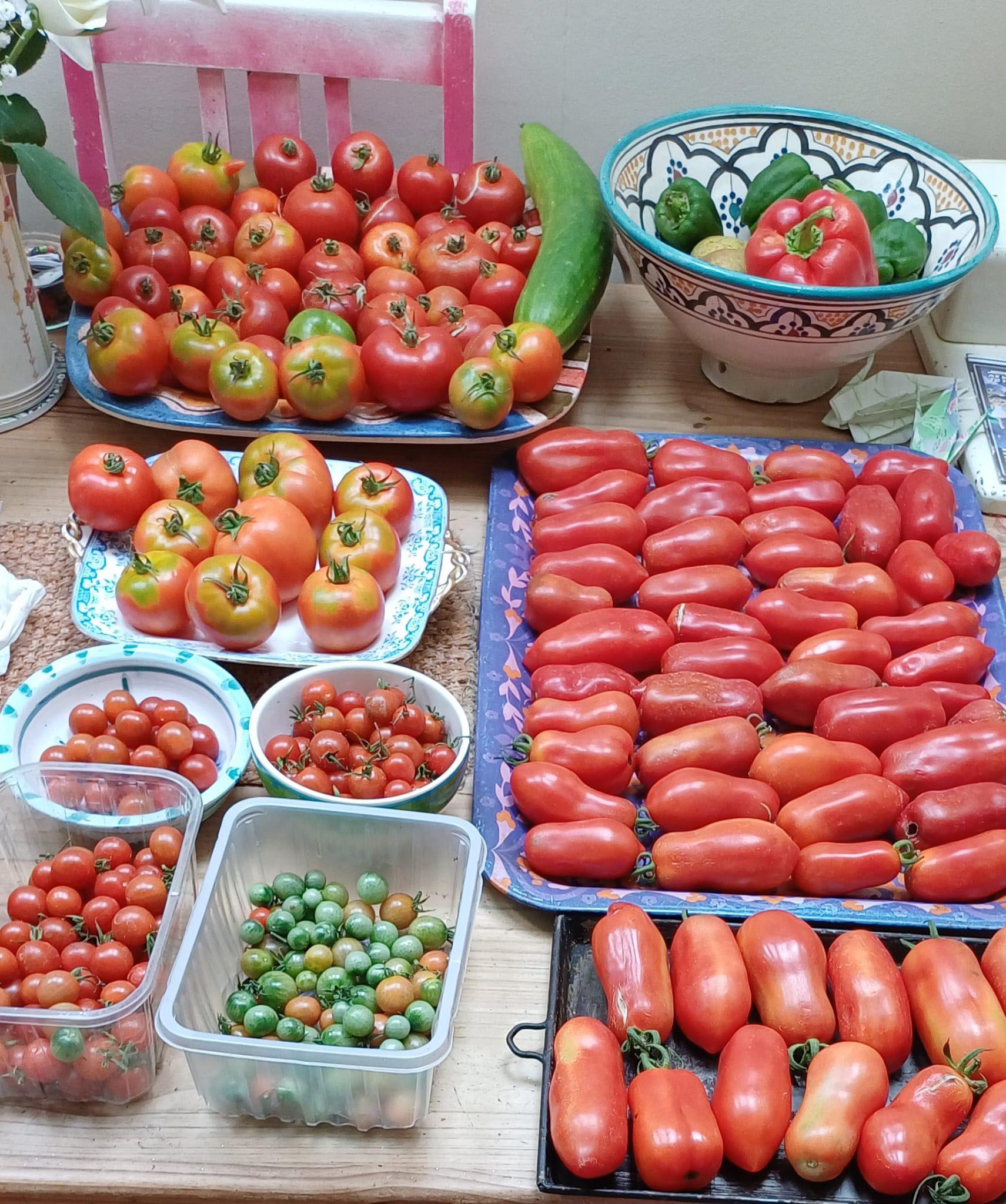 A huge harvest of tomatoes in many varieties laid out on trays — the produce of the allotments