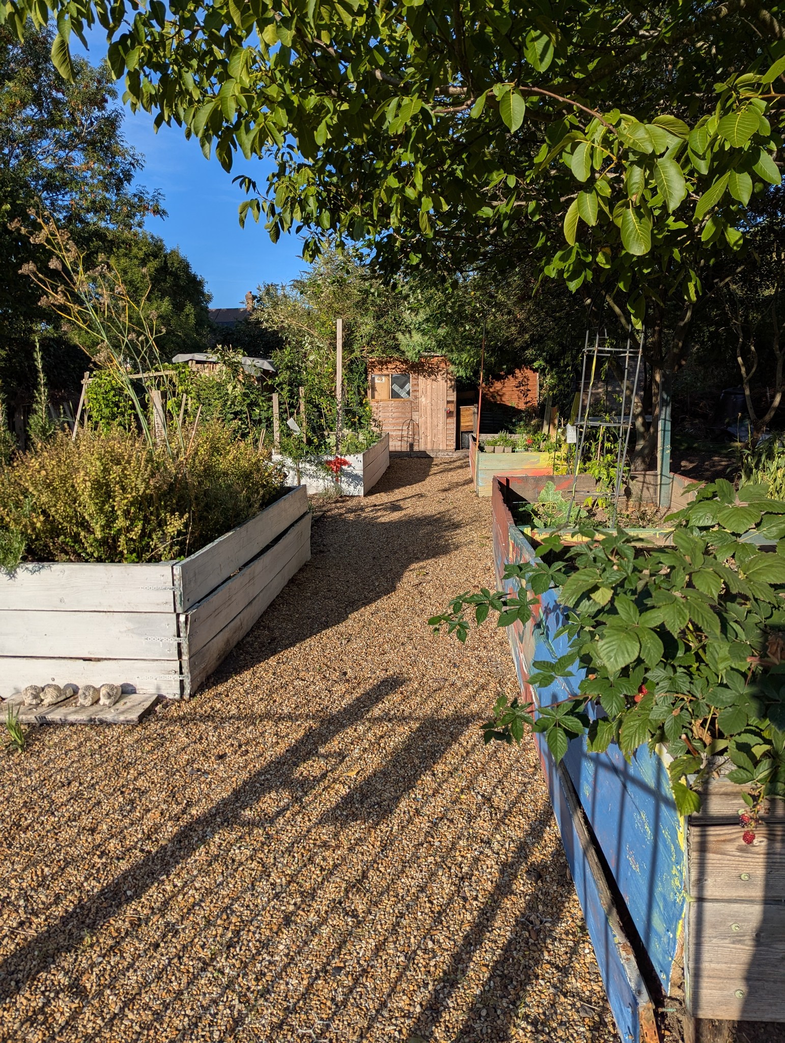 Sunlit path through the Shacklegate Lane allotments, raised beds and greenery on either side